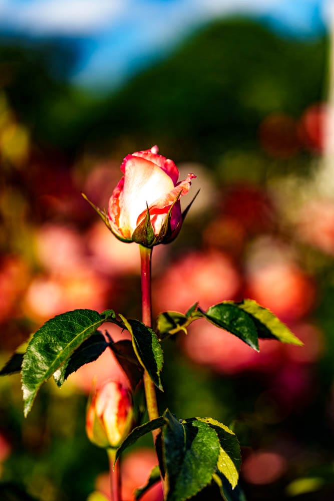 6월의 장미, 에버랜드 장미를 담아보다 22