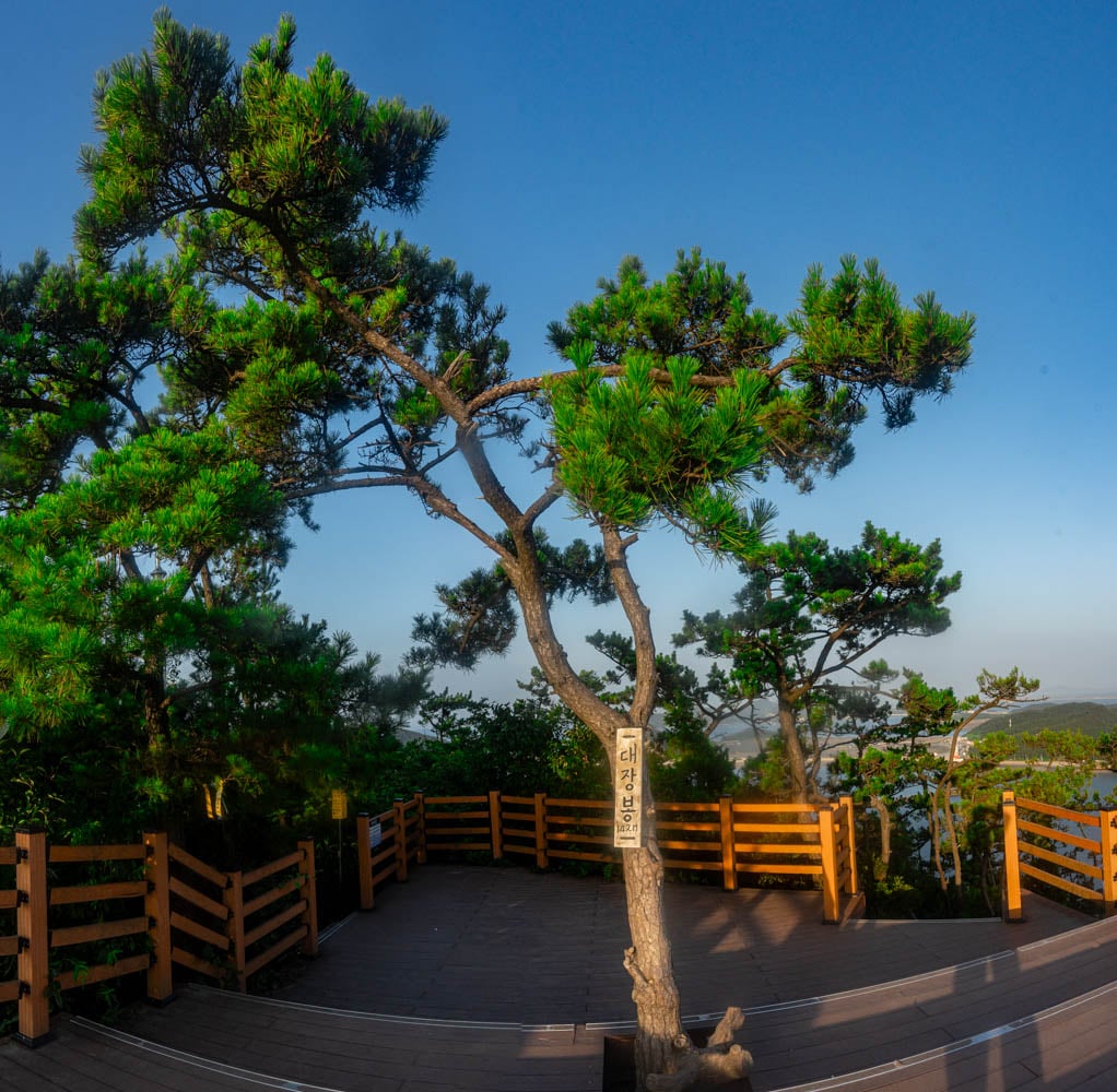 군산 대장봉 풍경 대장봉 정상임을 표시하는 나무 푯말이 달려있는 소나무, _DSC1971-Pano-, Photo by Happist