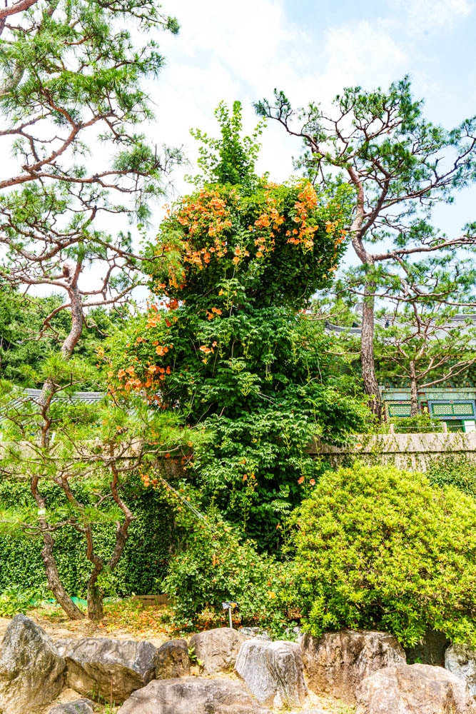 여름 아름다운 수원 봉녕사 능소화 풍경 39 여름 아름다운 수원 봉녕사 능소화 풍경 33