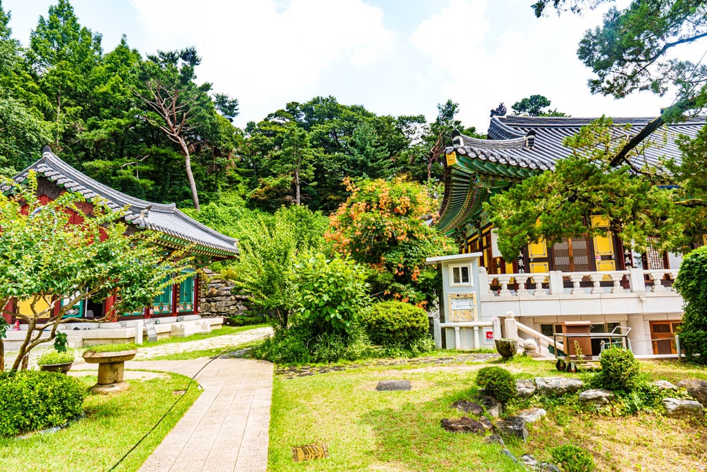 여름 아름다운 수원 봉녕사 능소화 풍경 40 여름 아름다운 수원 봉녕사 능소화 풍경 34