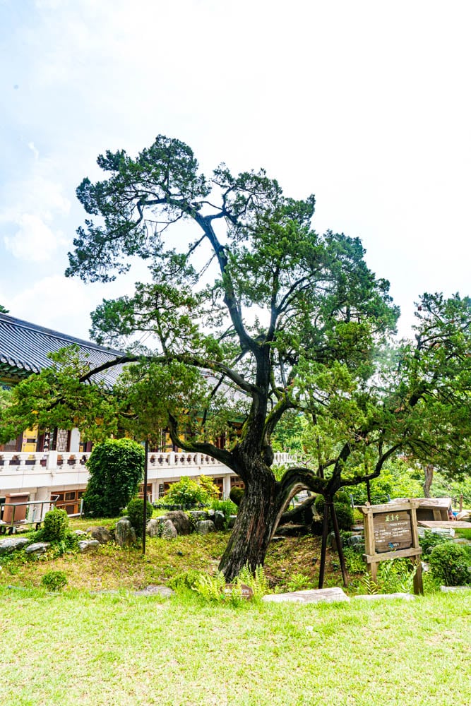 여름 아름다운 수원 봉녕사 능소화 풍경 33 여름 아름다운 수원 봉녕사 능소화 풍경 27