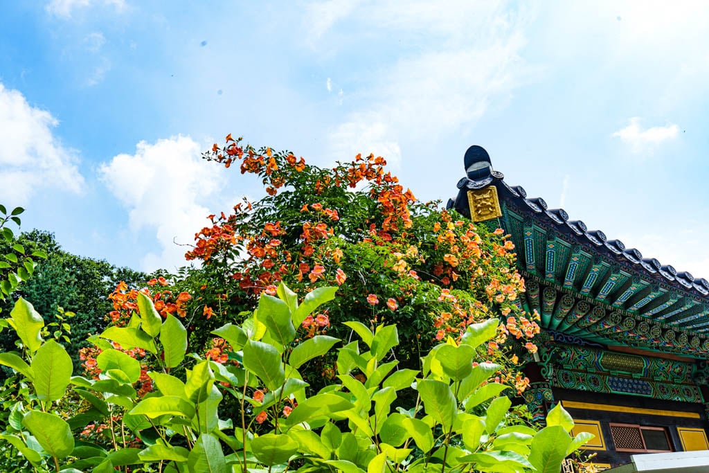 여름 아름다운 수원 봉녕사 능소화 풍경 41 여름 아름다운 수원 봉녕사 능소화 풍경 35