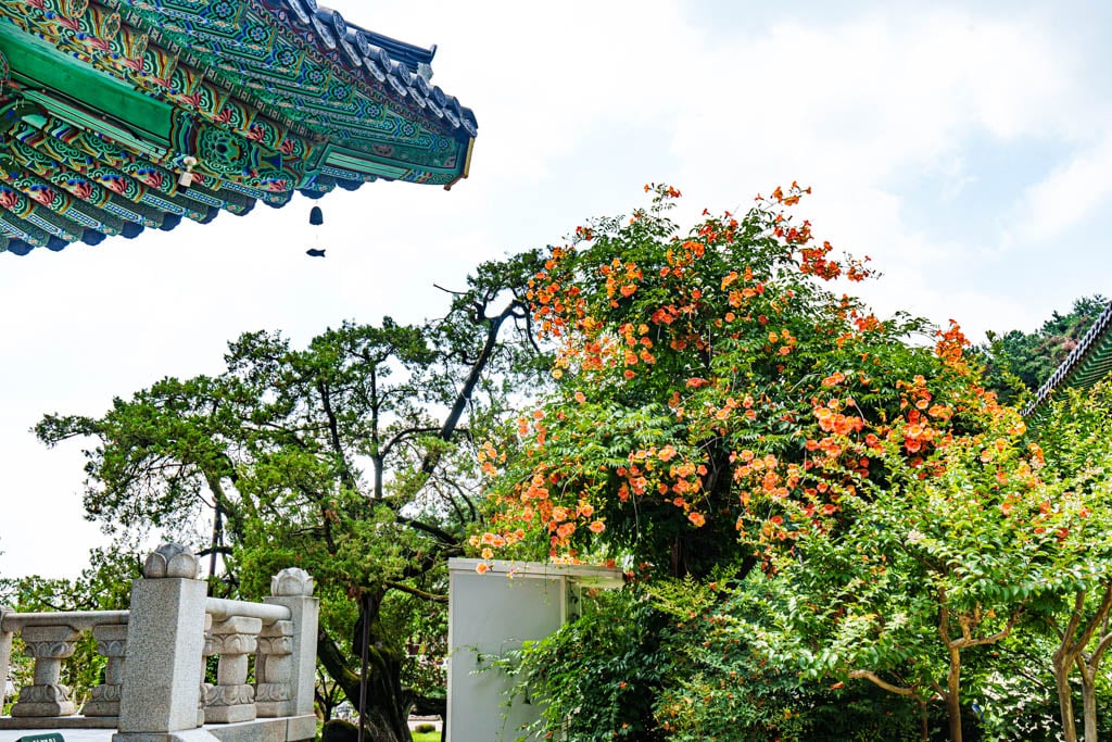 여름 아름다운 수원 봉녕사 능소화 풍경 42 여름 아름다운 수원 봉녕사 능소화 풍경 36