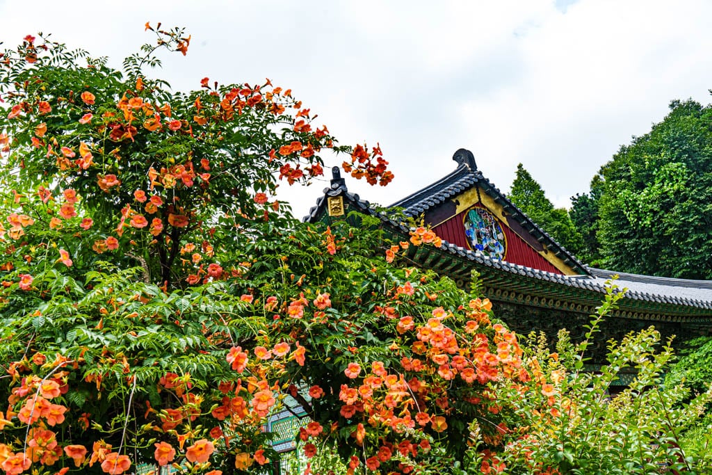 여름 아름다운 수원 봉녕사 능소화 풍경 43 여름 아름다운 수원 봉녕사 능소화 풍경 37