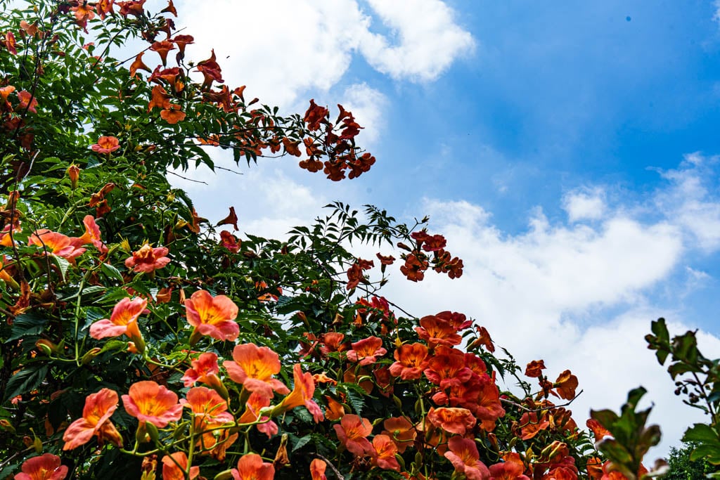 여름 아름다운 수원 봉녕사 능소화 풍경 44 여름 아름다운 수원 봉녕사 능소화 풍경 38