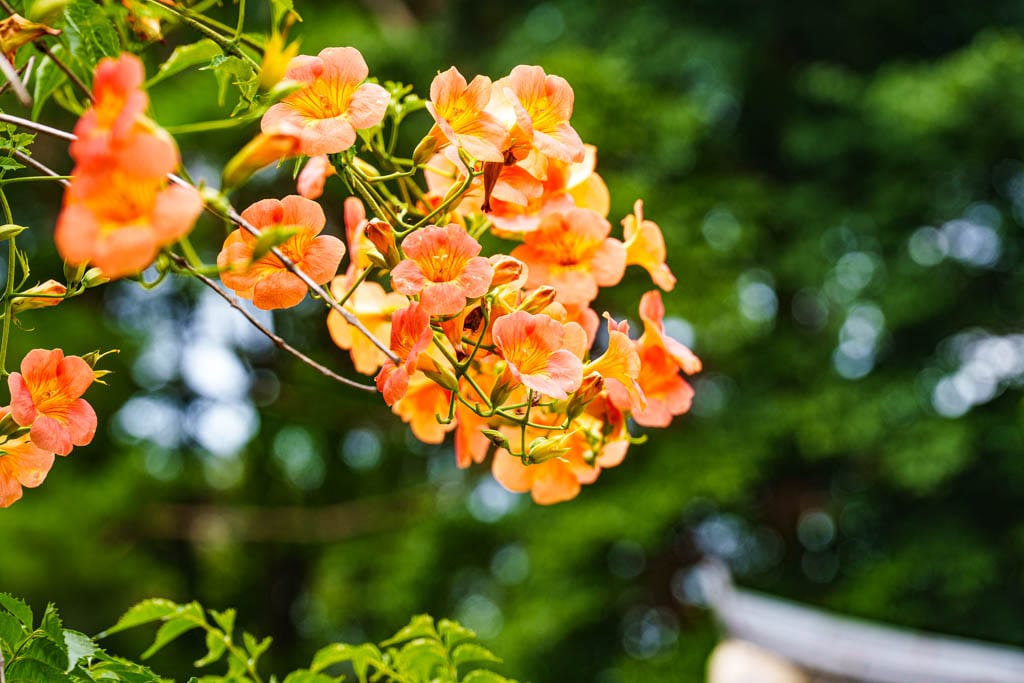 여름 아름다운 수원 봉녕사 능소화 풍경 45 여름 아름다운 수원 봉녕사 능소화 풍경 39