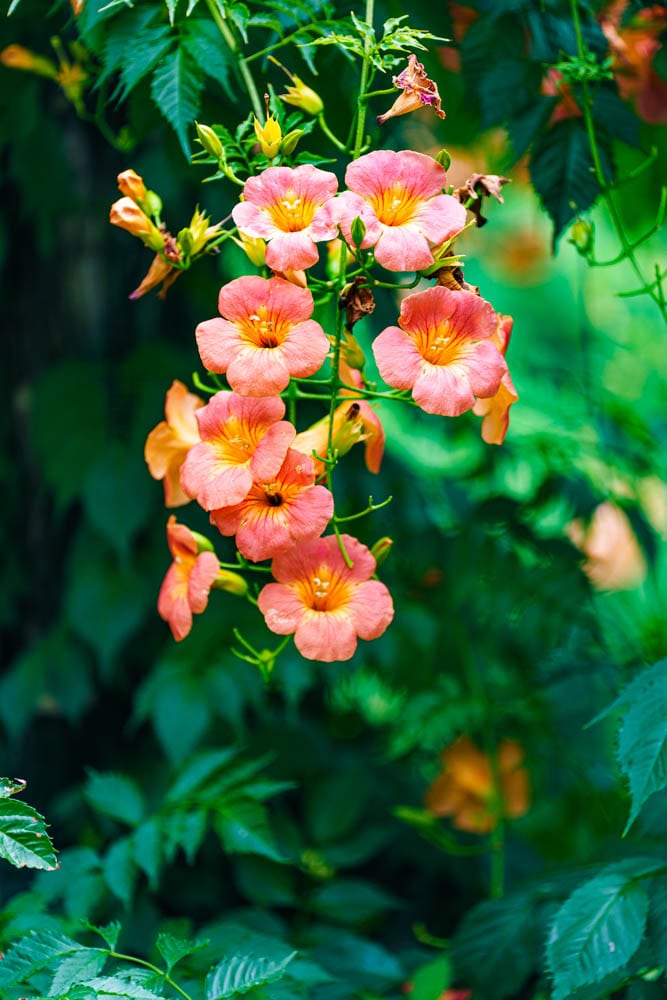 여름 아름다운 수원 봉녕사 능소화 풍경 47 여름 아름다운 수원 봉녕사 능소화 풍경 41