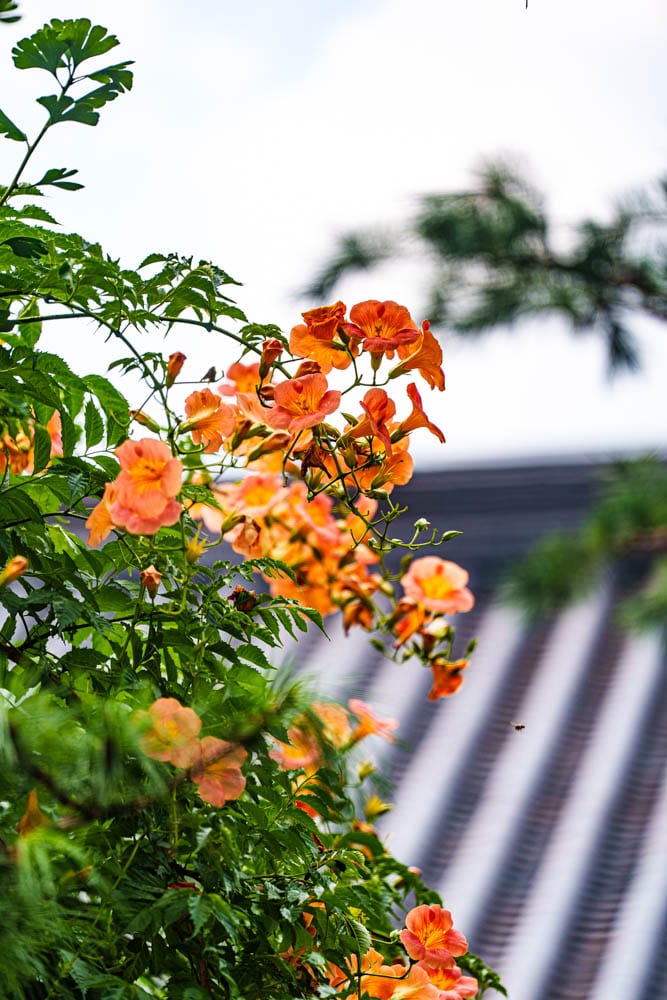 여름 아름다운 수원 봉녕사 능소화 풍경 46 여름 아름다운 수원 봉녕사 능소화 풍경 40