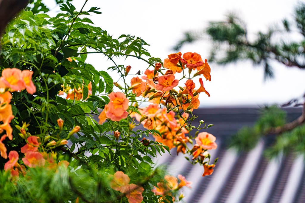 여름 아름다운 수원 봉녕사 능소화 풍경 49 여름 아름다운 수원 봉녕사 능소화 풍경 43