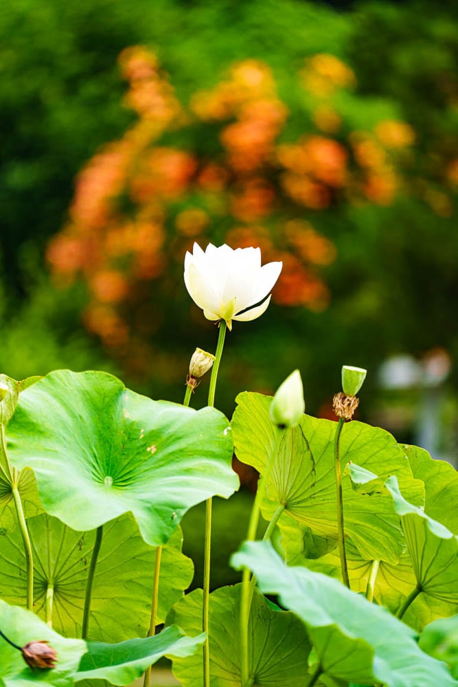 여름 아름다운 수원 봉녕사 능소화 풍경 34 여름 아름다운 수원 봉녕사 능소화 풍경 28