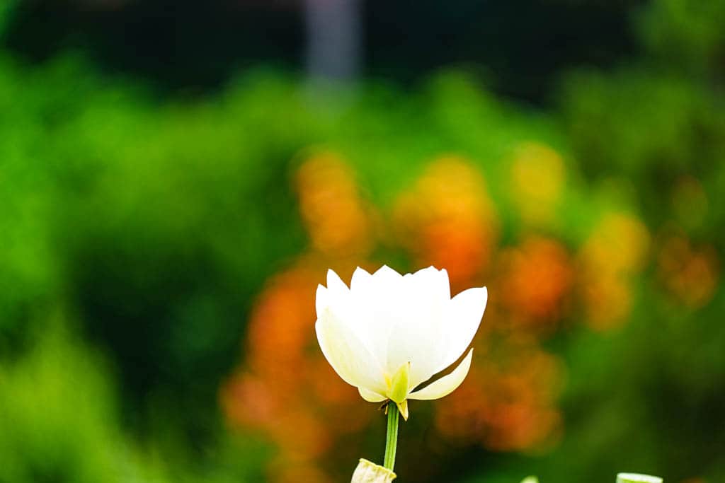 여름 아름다운 수원 봉녕사 능소화 풍경 35 여름 아름다운 수원 봉녕사 능소화 풍경 29