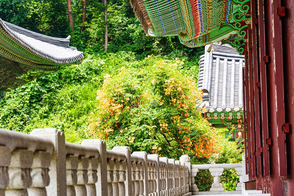 여름 아름다운 수원 봉녕사 능소화 풍경 51 여름 아름다운 수원 봉녕사 능소화 풍경 45