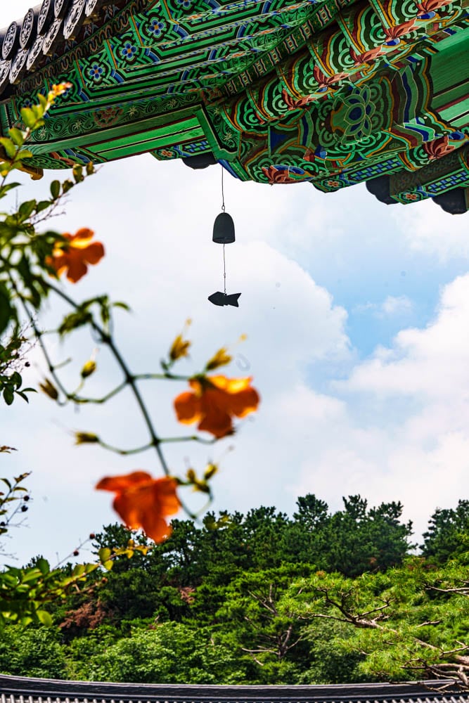 여름 아름다운 수원 봉녕사 능소화 풍경 50 여름 아름다운 수원 봉녕사 능소화 풍경 44