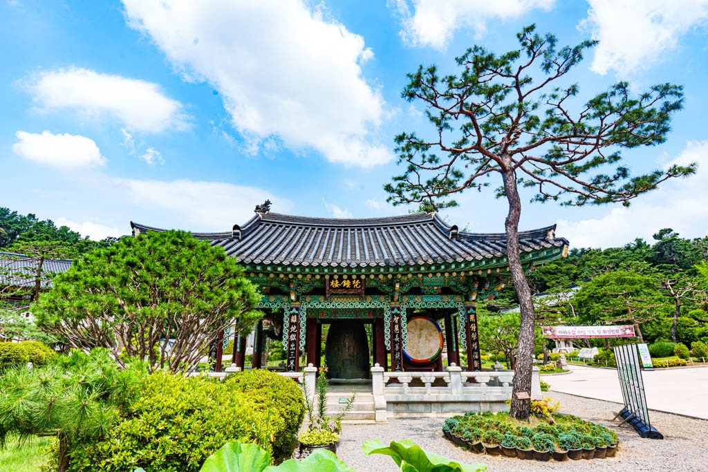 여름 아름다운 수원 봉녕사 능소화 풍경 19 여름 아름다운 수원 봉녕사 능소화 풍경 13