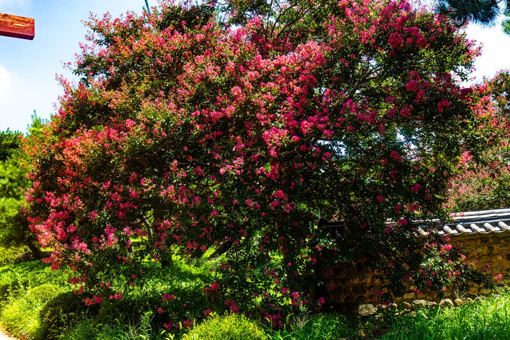 배롱나무 명소, 대구 신승겸장군 유적지 배롱나무 풍경 4 배롱나무 명소, 대구 신승겸장군 유적지 배롱나무 풍경 2