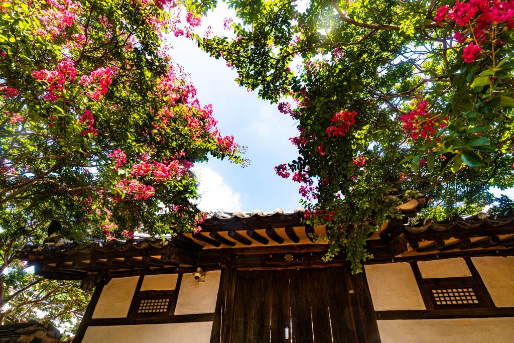 배롱나무 명소, 대구 신승겸장군 유적지 배롱나무 풍경 7 배롱나무 명소, 대구 신승겸장군 유적지 배롱나무 풍경 5