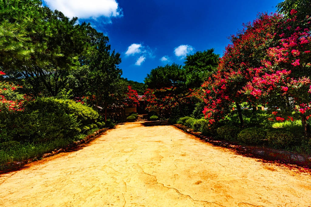 배롱나무 명소, 대구 신승겸장군 유적지 배롱나무 풍경 5 배롱나무 명소, 대구 신승겸장군 유적지 배롱나무 풍경 3