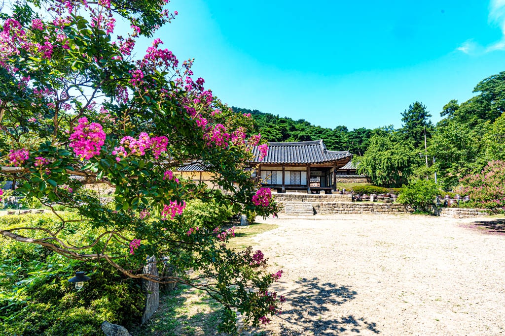 여름 명재고택 풍광, 배롱나무꽃이 핀어 있는 풍경DSC07997-, Photo by Happist