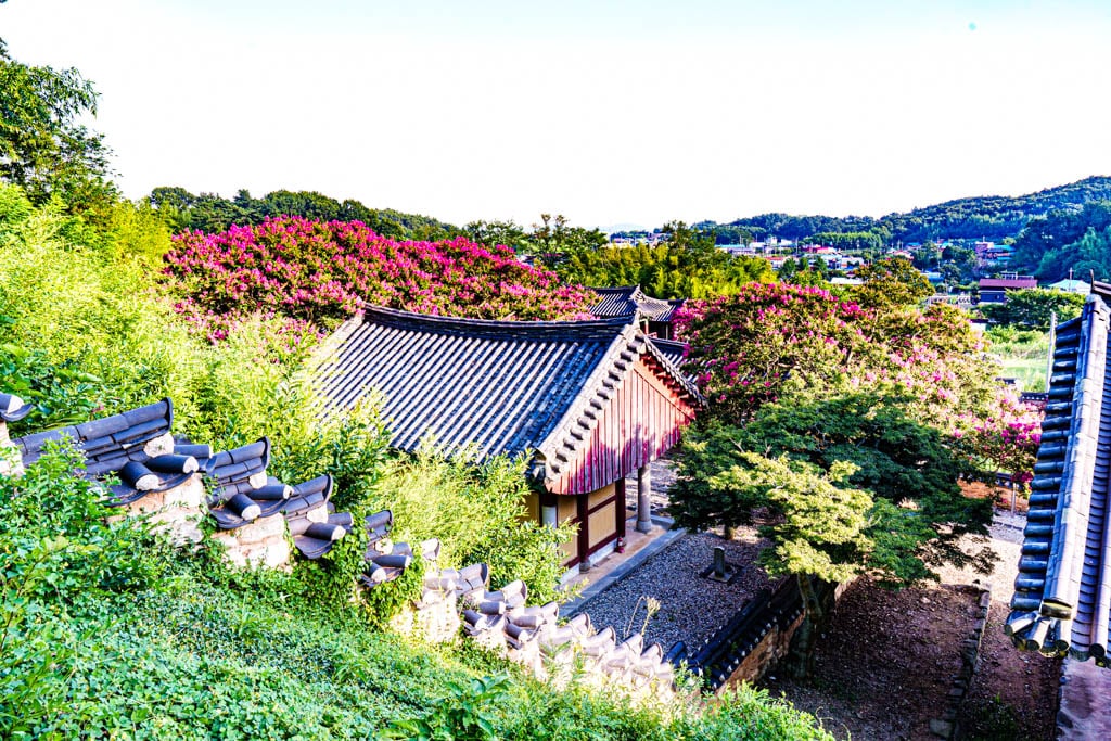 배롱나무꽃이 가장 아름다운 군산 옥구향교 배롱나무 풍경 43