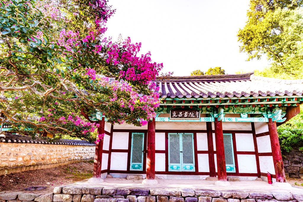 배롱나무꽃이 가장 아름다운 군산 옥구향교 배롱나무 풍경 53