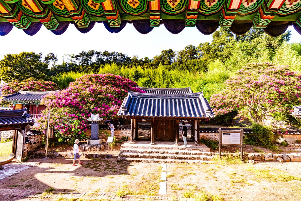 배롱나무꽃이 가장 아름다운 군산 옥구향교 배롱나무 풍경 51