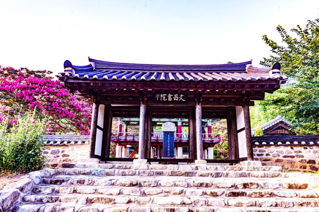 배롱나무꽃이 가장 아름다운 군산 옥구향교 배롱나무 풍경 50