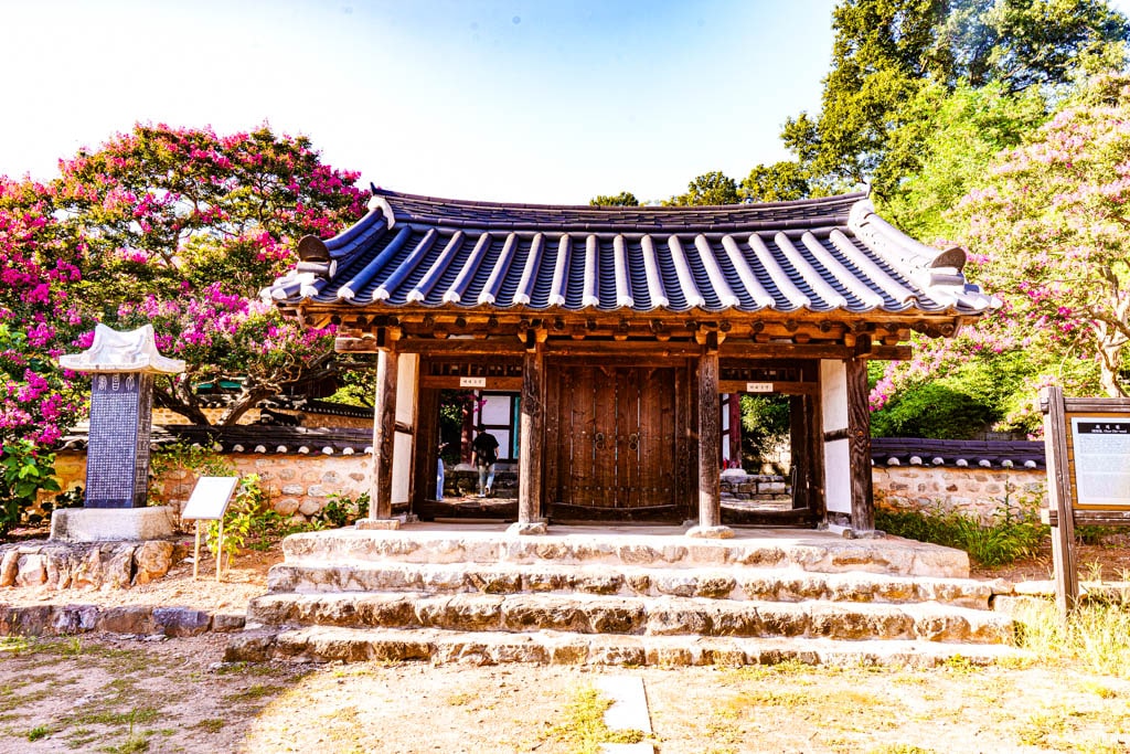 배롱나무꽃이 가장 아름다운 군산 옥구향교 배롱나무 풍경 52