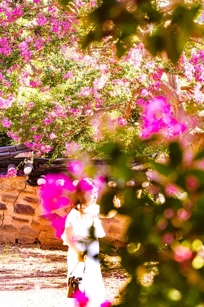 배롱나무꽃이 가장 아름다운 군산 옥구향교 배롱나무 풍경 57