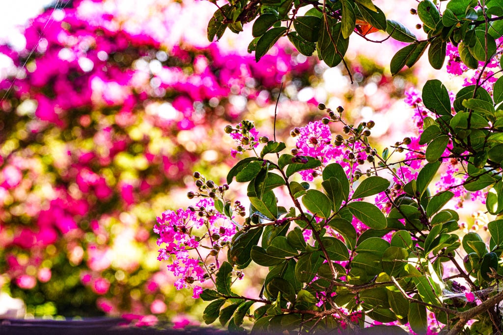 배롱나무꽃이 가장 아름다운 군산 옥구향교 배롱나무 풍경 56