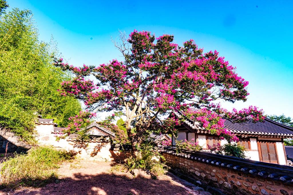 배롱나무꽃이 가장 아름다운 군산 옥구향교 배롱나무 풍경 54