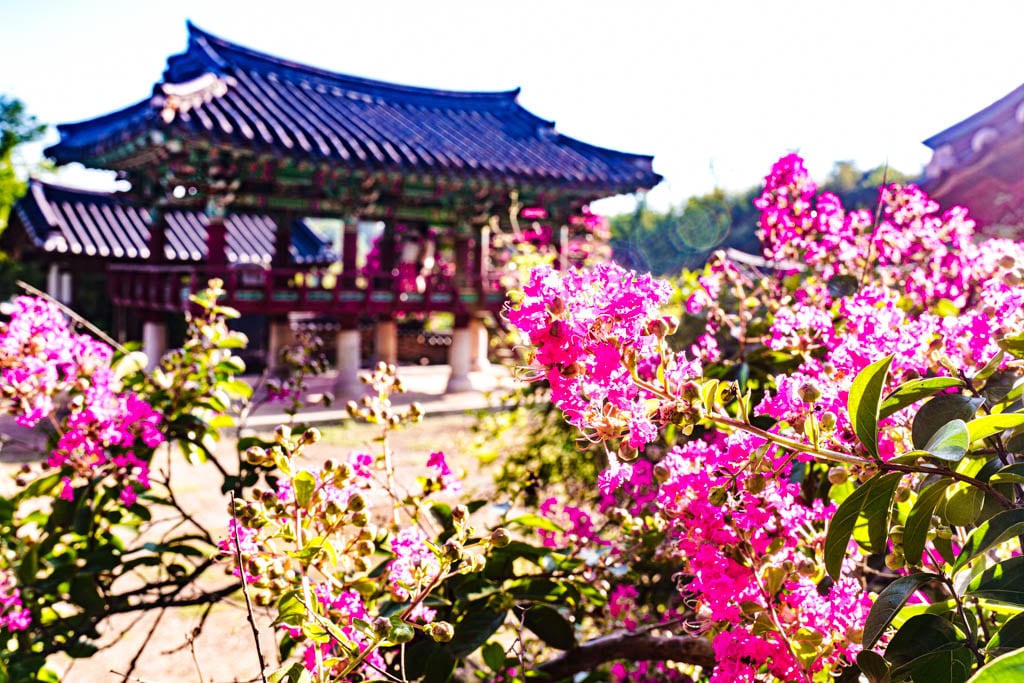 배롱나무꽃이 가장 아름다운 군산 옥구향교 배롱나무 풍경 55