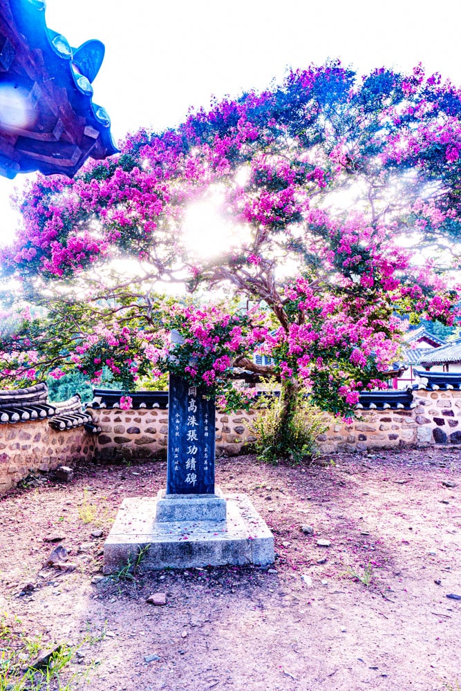 배롱나무꽃이 가장 아름다운 군산 옥구향교 배롱나무 풍경 60