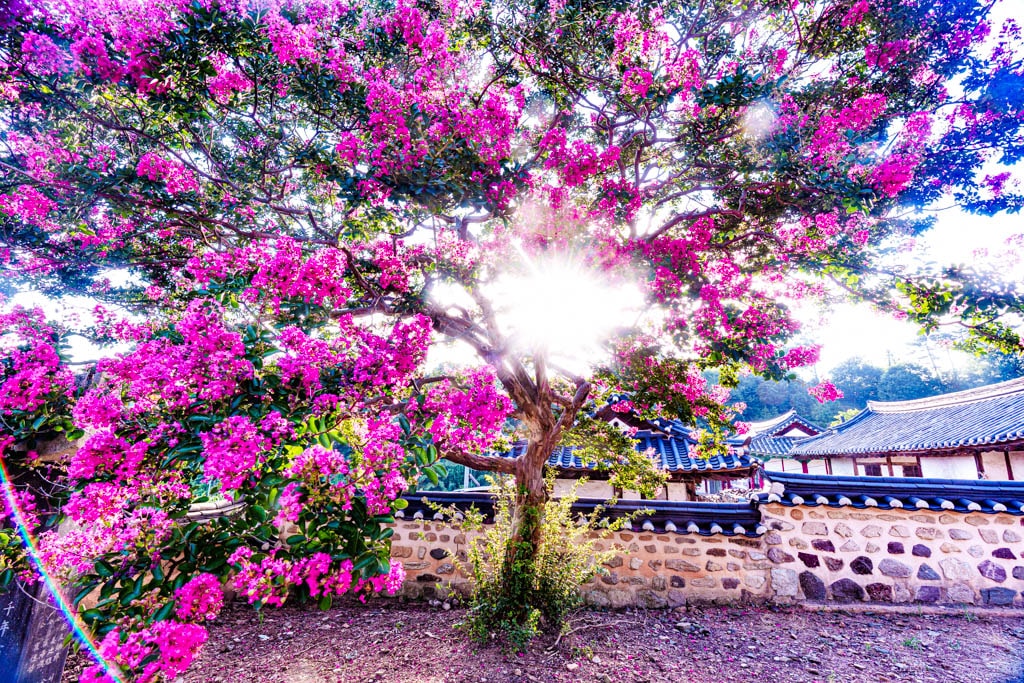 배롱나무꽃이 가장 아름다운 군산 옥구향교 배롱나무 풍경 61