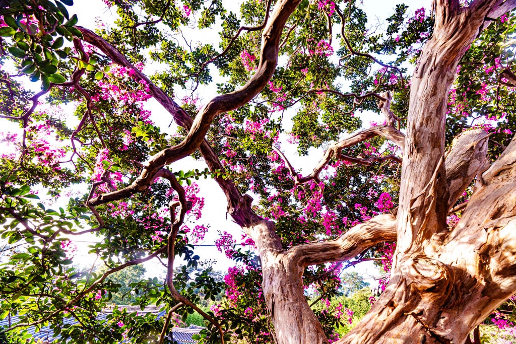 배롱나무꽃이 가장 아름다운 군산 옥구향교 배롱나무 풍경 62