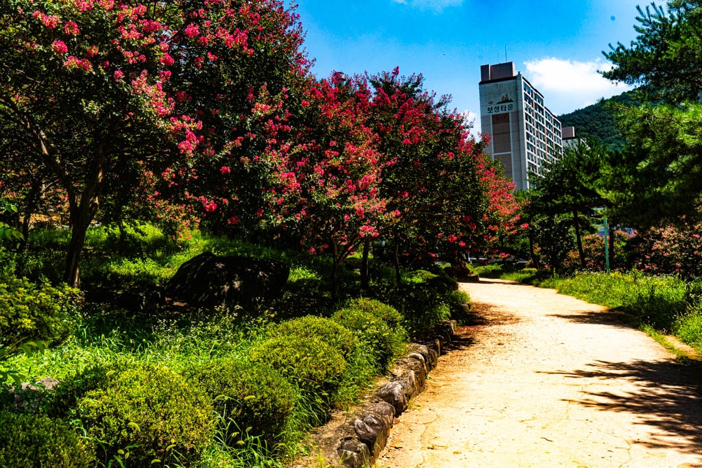 배롱나무 명소, 대구 신승겸장군 유적지 배롱나무 풍경 8 배롱나무 명소, 대구 신승겸장군 유적지 배롱나무 풍경 6
