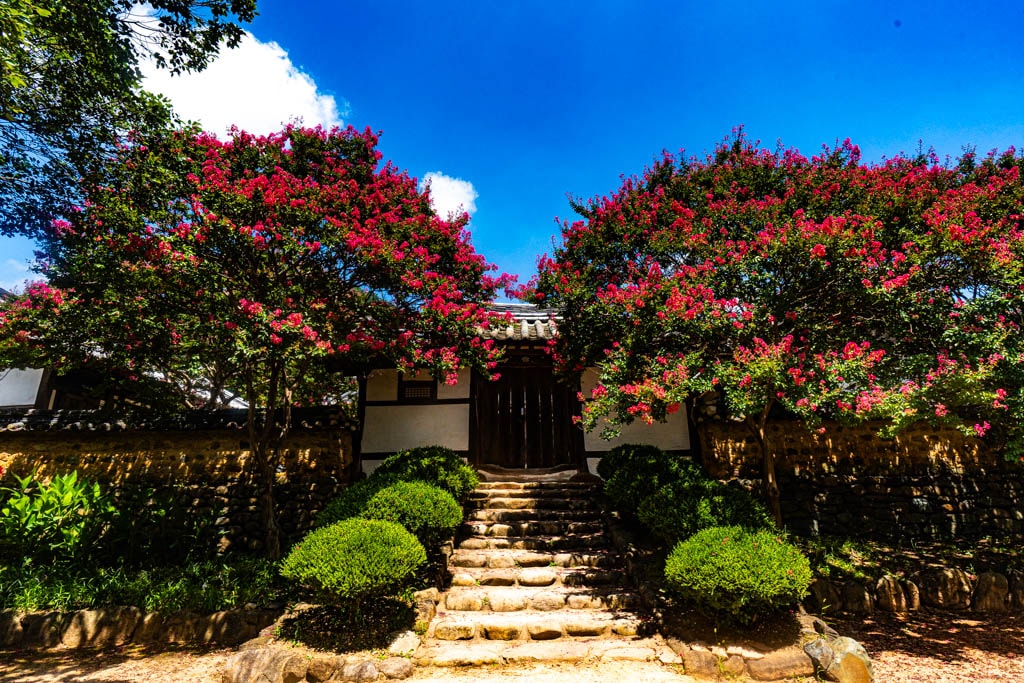 배롱나무 명소, 대구 신승겸장군 유적지 배롱나무 풍경 6 배롱나무 명소, 대구 신승겸장군 유적지 배롱나무 풍경 4