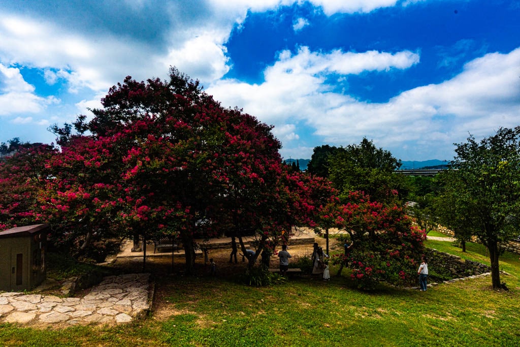 배롱나무 명소, 대구 하목정 배롱나무 풍경 소개 39 배롱나무 명소, 대구 하목정 배롱나무 풍경 소개 37