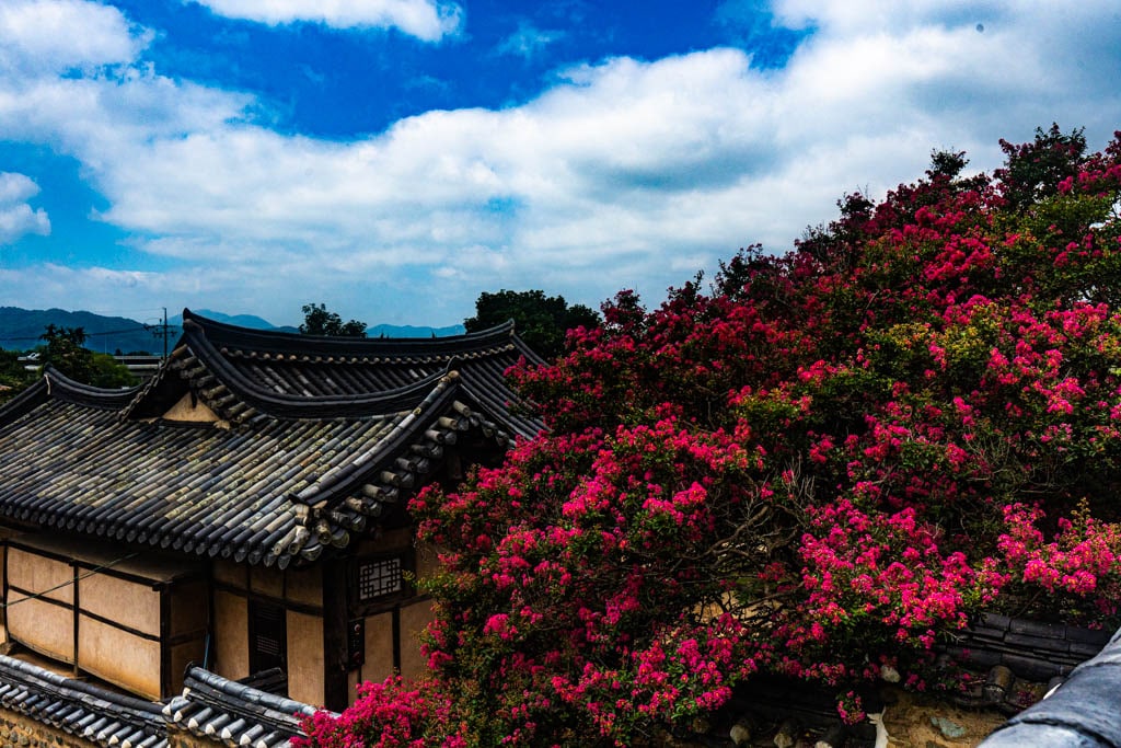 배롱나무 명소, 대구 하목정 배롱나무 풍경 소개 38 배롱나무 명소, 대구 하목정 배롱나무 풍경 소개 36