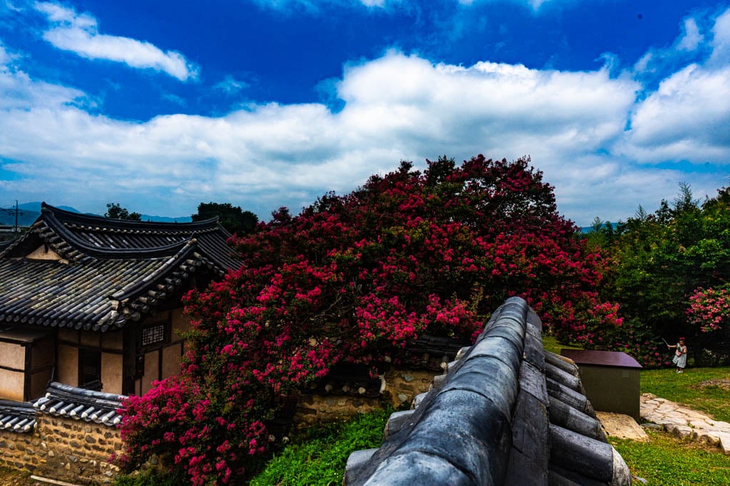 배롱나무 명소, 대구 하목정 배롱나무 풍경 소개 37 배롱나무 명소, 대구 하목정 배롱나무 풍경 소개 35