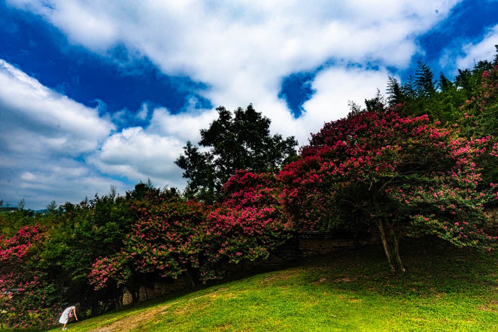 배롱나무 명소, 대구 하목정 배롱나무 풍경 소개 32 배롱나무 명소, 대구 하목정 배롱나무 풍경 소개 30
