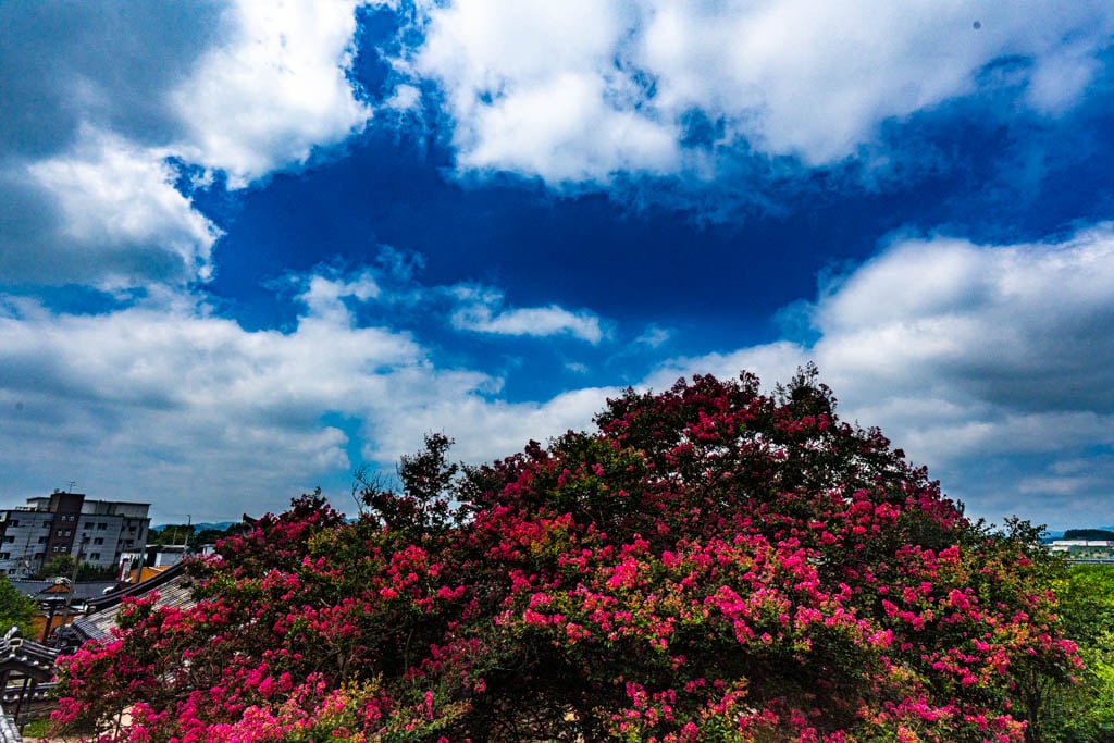 배롱나무 명소, 대구 하목정 배롱나무 풍경 소개 36 배롱나무 명소, 대구 하목정 배롱나무 풍경 소개 34