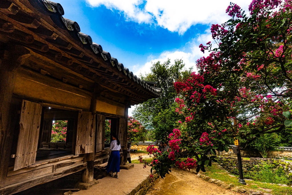 배롱나무 명소, 대구 하목정 배롱나무 풍경 소개 35 배롱나무 명소, 대구 하목정 배롱나무 풍경 소개 33