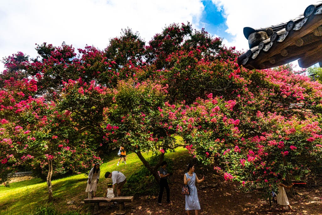 배롱나무 명소, 대구 하목정 배롱나무 풍경 소개 34 배롱나무 명소, 대구 하목정 배롱나무 풍경 소개 32