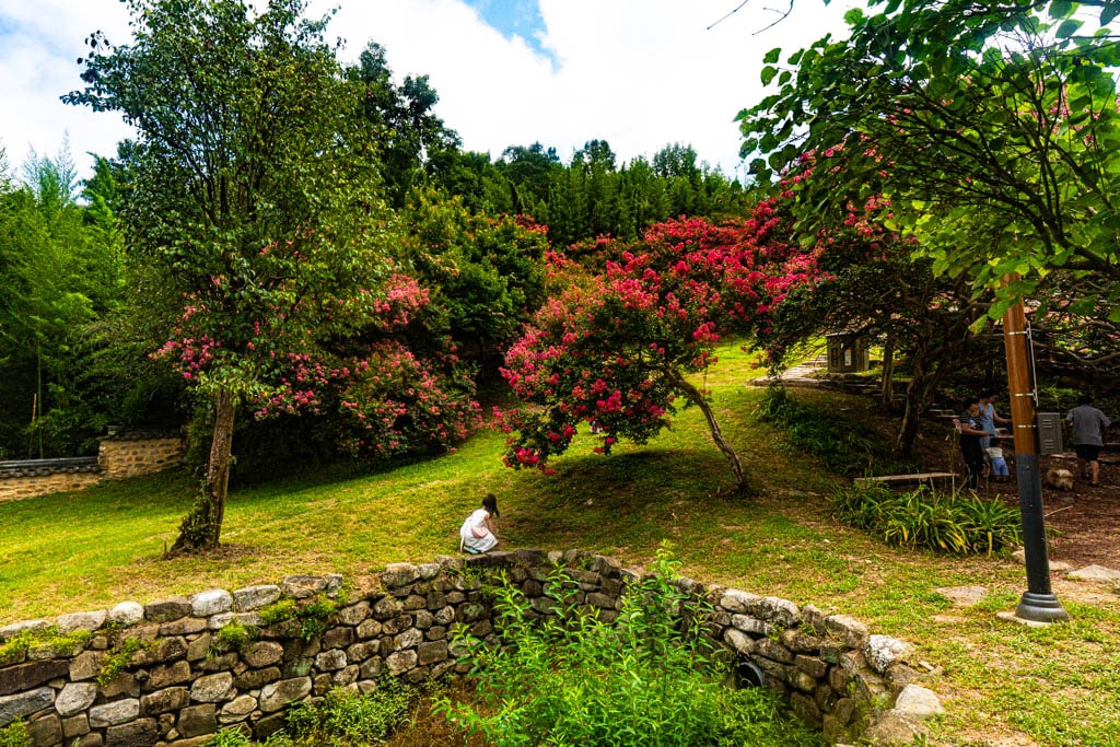 배롱나무 명소, 대구 하목정 배롱나무 풍경 소개 33 배롱나무 명소, 대구 하목정 배롱나무 풍경 소개 31