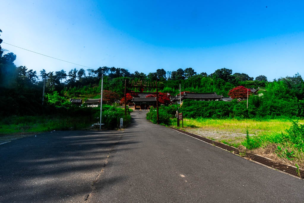 배롱나무꽃이 가장 아름다운 군산 옥구향교 배롱나무 풍경 42