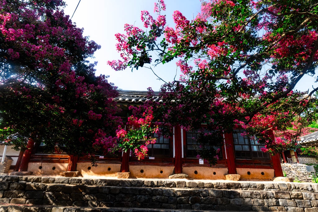배롱나무꽃이 가장 아름다운 군산 옥구향교 배롱나무 풍경 44
