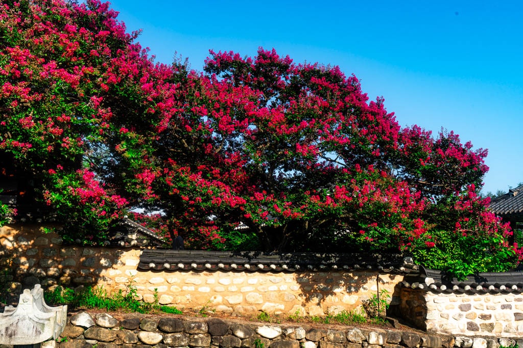 배롱나무꽃이 가장 아름다운 군산 옥구향교 배롱나무 풍경 49