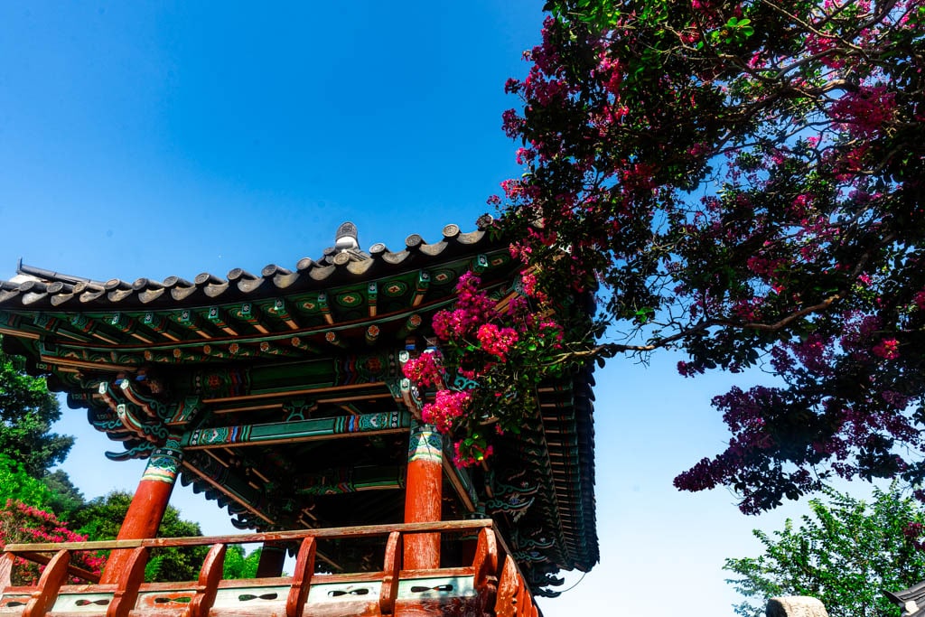 배롱나무꽃이 가장 아름다운 군산 옥구향교 배롱나무 풍경 59