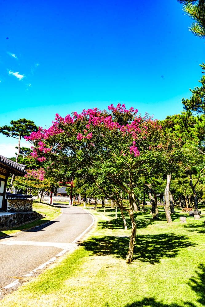아직 꽃이 피지 않아 아쉬웠던 서천 문헌서원 배롱나무 방문기 20