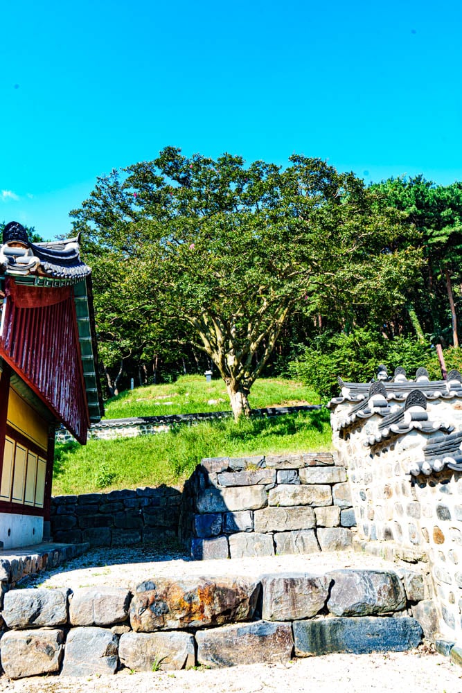아직 꽃이 피지 않아 아쉬웠던 서천 문헌서원 배롱나무 방문기 41